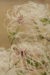 <img100*0:stuff/z/73640/Autumn%2520Plants%2520in%2520Texas/i1256178488_5.jpg>