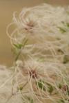<img100*0:stuff/z/73640/Autumn%2520Plants%2520in%2520Texas/i1256178488_6.jpg>