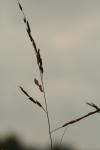 <img100*0:stuff/z/73640/Autumn%2520Plants%2520in%2520Texas/i1256178488_7.jpg>