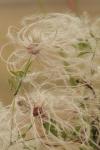 <img100*0:stuff/z/73640/Autumn%2520Plants%2520in%2520Texas/i1256178489_12.jpg>