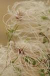 <img100*0:stuff/z/73640/Autumn%2520Plants%2520in%2520Texas/i1256178489_13.jpg>