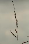 <img100*0:stuff/z/73640/Autumn%2520Plants%2520in%2520Texas/i1256178489_14.jpg>