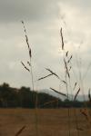 <img100*0:stuff/z/73640/Autumn%2520Plants%2520in%2520Texas/i1256178489_15.jpg>