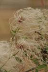 <img100*0:stuff/z/73640/Autumn%2520Plants%2520in%2520Texas/i1256178489_18.jpg>