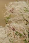 <img100*0:stuff/z/73640/Autumn%2520Plants%2520in%2520Texas/i1256178489_19.jpg>