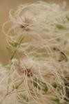 <img100*0:stuff/z/73640/Autumn%2520Plants%2520in%2520Texas/i1256178489_20.jpg>
