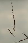 <img100*0:stuff/z/73640/Autumn%2520Plants%2520in%2520Texas/i1256178489_21.jpg>