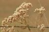 <img100*0:stuff/z/73640/Autumn%2520Plants%2520in%2520Texas/i1256178489_22.jpg>