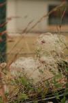 <img100*0:stuff/z/73640/Autumn%2520Plants%2520in%2520Texas/i1256178490_23.jpg>