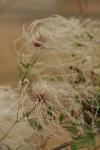 <img100*0:stuff/z/73640/Autumn%2520Plants%2520in%2520Texas/i1256178490_24.jpg>