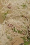 <img100*0:stuff/z/73640/Autumn%2520Plants%2520in%2520Texas/i1256178490_25.jpg>