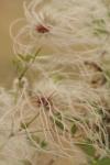 <img100*0:stuff/z/73640/Autumn%2520Plants%2520in%2520Texas/i1256178490_26.jpg>