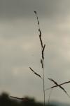 <img100*0:stuff/z/73640/Autumn%2520Plants%2520in%2520Texas/i1256178490_27.jpg>