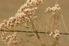<img100*0:stuff/z/73640/Autumn%2520Plants%2520in%2520Texas/i1256178490_28.jpg>