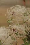 <img100*0:stuff/z/73640/Autumn%2520Plants%2520in%2520Texas/i1256178490_29.jpg>
