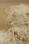 <img100*0:stuff/z/73640/Autumn%2520Plants%2520in%2520Texas/i1256178490_30.jpg>