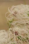 <img100*0:stuff/z/73640/Autumn%2520Plants%2520in%2520Texas/i1256178490_31.jpg>