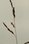<img100*0:stuff/z/73640/Autumn%2520Plants%2520in%2520Texas/i1256178490_32.jpg>