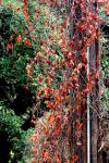 <img100*0:stuff/z/73640/Autumn%2520Trees%2520in%2520Texas/i1256174076_1.jpg>