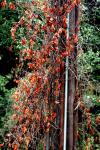 <img100*0:stuff/z/73640/Autumn%2520Trees%2520in%2520Texas/i1256174077_10.jpg>