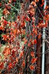 <img100*0:stuff/z/73640/Autumn%2520Trees%2520in%2520Texas/i1256174077_11.jpg>