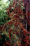 <img100*0:stuff/z/73640/Autumn%2520Trees%2520in%2520Texas/i1256174077_2.jpg>