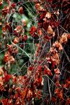 <img100*0:stuff/z/73640/Autumn%2520Trees%2520in%2520Texas/i1256174077_3.jpg>