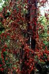 <img100*0:stuff/z/73640/Autumn%2520Trees%2520in%2520Texas/i1256174077_4.jpg>