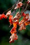 <img100*0:stuff/z/73640/Autumn%2520Trees%2520in%2520Texas/i1256174077_5.jpg>