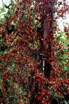 <img100*0:stuff/z/73640/Autumn%2520Trees%2520in%2520Texas/i1256174077_6.jpg>