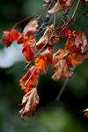 <img100*0:stuff/z/73640/Autumn%2520Trees%2520in%2520Texas/i1256174077_7.jpg>