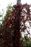 <img100*0:stuff/z/73640/Autumn%2520Trees%2520in%2520Texas/i1256174077_8.jpg>
