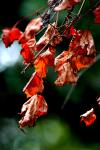 <img100*0:stuff/z/73640/Autumn%2520Trees%2520in%2520Texas/i1256174077_9.jpg>