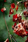 <img100*0:stuff/z/73640/Autumn%2520Trees%2520in%2520Texas/i1256174646_10.jpg>