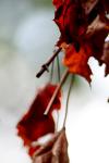 <img100*0:stuff/z/73640/Autumn%2520Trees%2520in%2520Texas/i1256174646_11.jpg>
