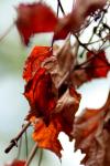 <img100*0:stuff/z/73640/Autumn%2520Trees%2520in%2520Texas/i1256174646_13.jpg>