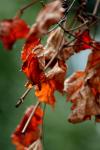 <img100*0:stuff/z/73640/Autumn%2520Trees%2520in%2520Texas/i1256174646_14.jpg>