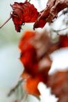 <img100*0:stuff/z/73640/Autumn%2520Trees%2520in%2520Texas/i1256174646_15.jpg>