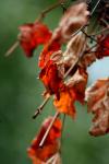 <img100*0:stuff/z/73640/Autumn%2520Trees%2520in%2520Texas/i1256174646_16.jpg>