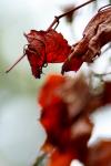 <img100*0:stuff/z/73640/Autumn%2520Trees%2520in%2520Texas/i1256174646_17.jpg>