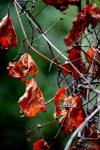 <img100*0:stuff/z/73640/Autumn%2520Trees%2520in%2520Texas/i1256174646_2.jpg>