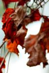 <img100*0:stuff/z/73640/Autumn%2520Trees%2520in%2520Texas/i1256174646_3.jpg>