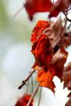 <img100*0:stuff/z/73640/Autumn%2520Trees%2520in%2520Texas/i1256174646_4.jpg>