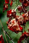 <img100*0:stuff/z/73640/Autumn%2520Trees%2520in%2520Texas/i1256174646_5.jpg>