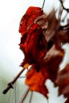 <img100*0:stuff/z/73640/Autumn%2520Trees%2520in%2520Texas/i1256174646_7.jpg>