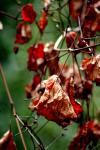 <img100*0:stuff/z/73640/Autumn%2520Trees%2520in%2520Texas/i1256174646_8.jpg>