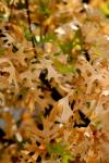 <img100*0:stuff/z/73640/Autumn%2520Trees%2520in%2520Texas/i1256175636_1.jpg>