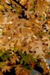 <img100*0:stuff/z/73640/Autumn%2520Trees%2520in%2520Texas/i1256175636_2.jpg>