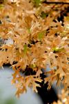 <img100*0:stuff/z/73640/Autumn%2520Trees%2520in%2520Texas/i1256175636_3.jpg>