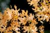 <img100*0:stuff/z/73640/Autumn%2520Trees%2520in%2520Texas/i1256175636_4.jpg>